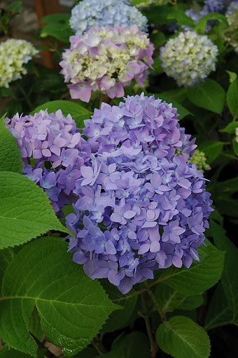 jalohortensia